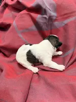 TOY - Silver parti Girl, a female Miniature Schnauzer for sale in Stonewall, OK – 3 of 4