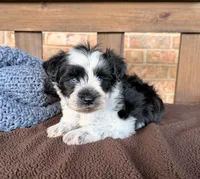 Paris Roan Boy -blues, a male Miniature Schnauzer for sale in Stonewall, OK – 3 of 8