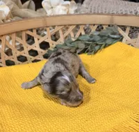 Liver Merle , a male Miniature Schnauzer for sale in Stonewall, OK – 3 of 5