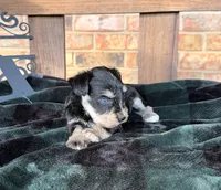 Toy BS Blues , a female Miniature Schnauzer for sale in Stonewall, OK – 3 of 5