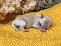 Cream/wheaten C, a male Miniature Schnauzer for sale in Stonewall, OK – 5 of 5