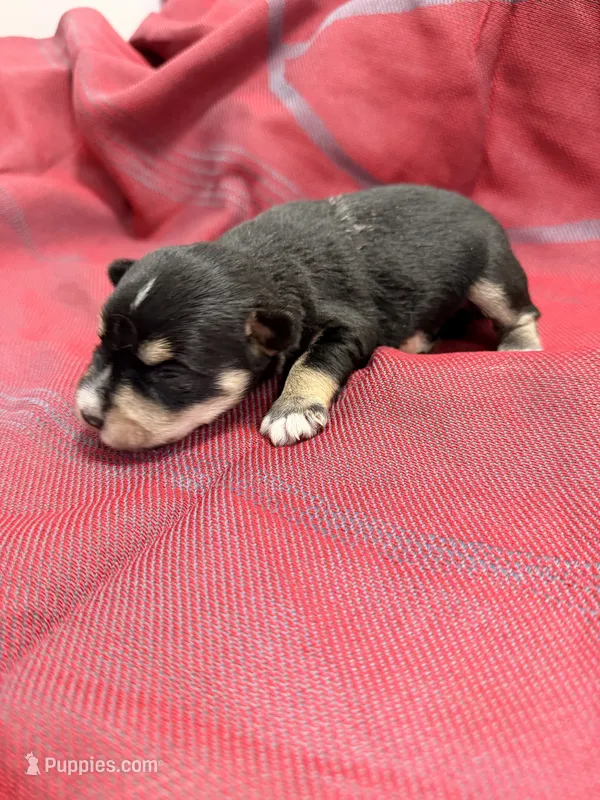 Toy - black and silver  Girl – Miniature Schnauzer puppy for sale in Stonewall, OK