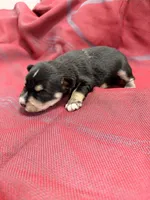 Toy - black and silver  Girl, a female Miniature Schnauzer for sale in Stonewall, OK – 1 of 4