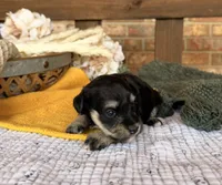 Katniss Black and Silver , a female Miniature Schnauzer for sale in Stonewall, OK – 2 of 6