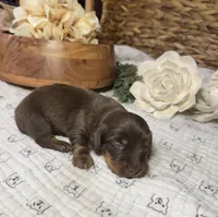 Longhair Chocolate Boy, a male Miniature Dachshund for sale in Stonewall, OK – Photo 1 of 5