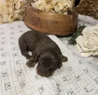 Longhair Chocolate Boy, a male Miniature Dachshund for sale in Stonewall, OK – Photo 2 of 5