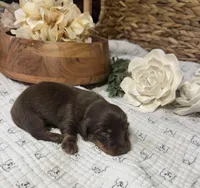 Longhair Chocolate Boy, a male Miniature Dachshund for sale in Stonewall, OK – Photo 5 of 5