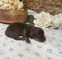 Longhair Chocolate Boy, a male Miniature Dachshund for sale in Stonewall, OK – Photo 4 of 5