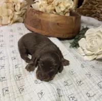 Longhair Chocolate Boy, a male Miniature Dachshund for sale in Stonewall, OK – Photo 3 of 5