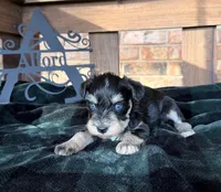 Toy BS Blues , a female Miniature Schnauzer for sale in Stonewall, OK – 5 of 5