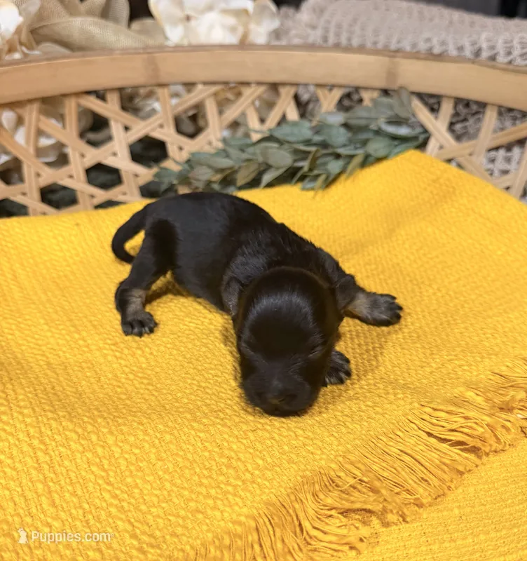 Black and Silver phantom Girl  – Miniature Schnauzer puppy for sale in Stonewall, OK