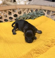 Black and Silver phantom Girl , a male Miniature Schnauzer for sale in Stonewall, OK – 1 of 5
