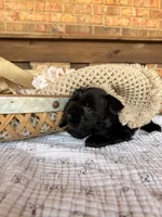 Gypsy’s Boy, a female Miniature Schnauzer for sale in Stonewall, OK – 5 of 5