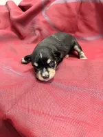 Toy - black and silver  Girl, a female Miniature Schnauzer for sale in Stonewall, OK – 4 of 4