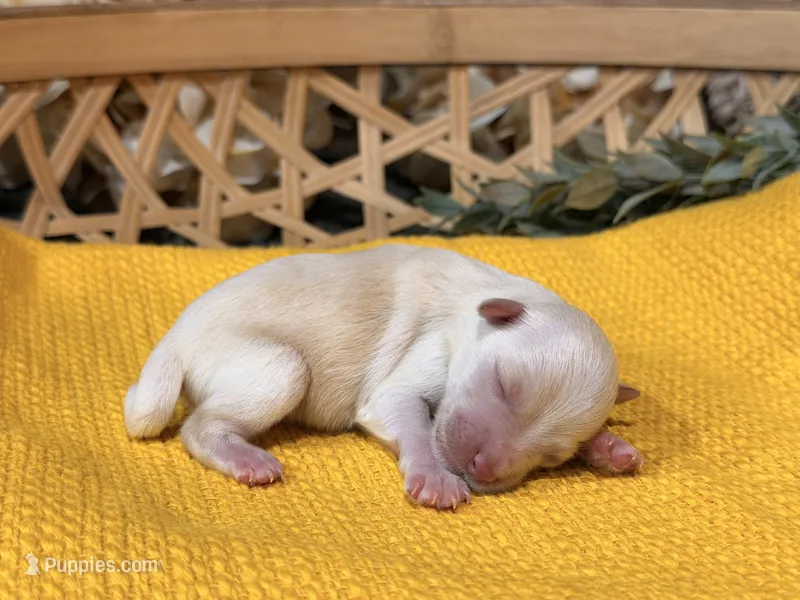 Cream/Wheaten Boy A – Miniature Schnauzer puppy for sale in Stonewall, OK