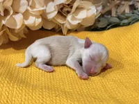 Cream/wheaten C, a male Miniature Schnauzer for sale in Stonewall, OK – 1 of 5