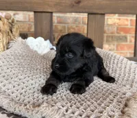 Dark black and red , a male Miniature Schnauzer for sale in Stonewall, OK – 4 of 4