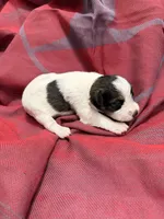 TOY - Silver parti Girl, a female Miniature Schnauzer for sale in Stonewall, OK – 4 of 4