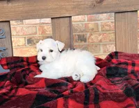 Katniss Cream B, a male Miniature Schnauzer for sale in Stonewall, OK – 6 of 7