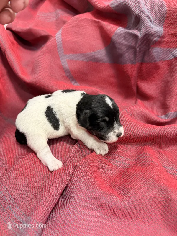 Toy - black and Silver Parti Boy – Miniature Schnauzer puppy for sale in Stonewall, OK