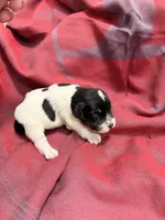 Toy - black and Silver Parti Boy, a female Miniature Schnauzer for sale in Stonewall, OK – 1 of 4