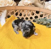 Black and Silver Merle , a male Miniature Schnauzer for sale in Stonewall, OK – 5 of 5