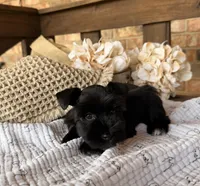Gypsy Black Girl , a female Miniature Schnauzer for sale in Stonewall, OK – 4 of 5