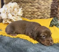 Longhair Chocolate, a male Miniature Dachshund for sale in Stonewall, OK – Photo 5 of 5