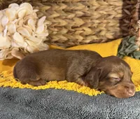 Longhair Chocolate, a male Miniature Dachshund for sale in Stonewall, OK – Photo 4 of 5