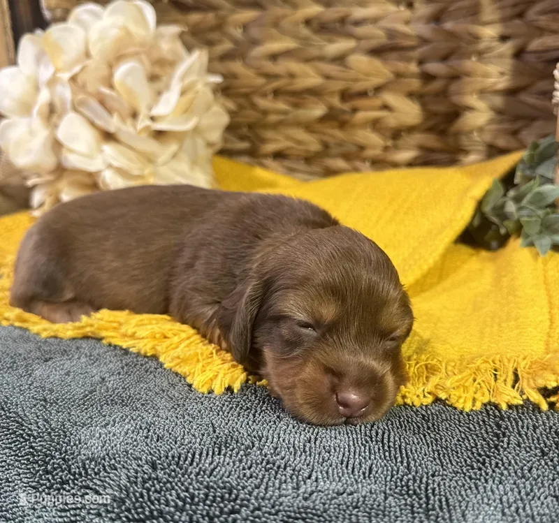 Longhair Chocolate – Miniature Dachshund puppy for sale in Stonewall, OK