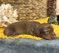 Longhair Chocolate, a male Miniature Dachshund for sale in Stonewall, OK – Photo 2 of 5