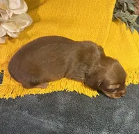 Longhair Chocolate, a male Miniature Dachshund for sale in Stonewall, OK – Photo 3 of 5