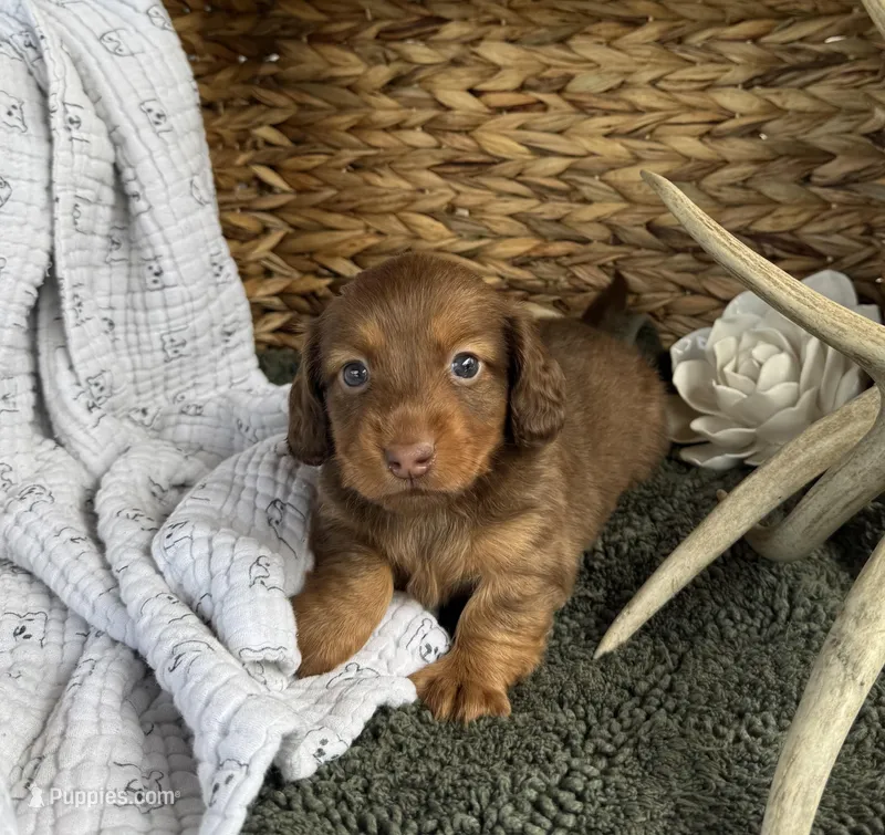 Longhair Chocolate – Miniature Dachshund puppy for sale in Stonewall, OK
