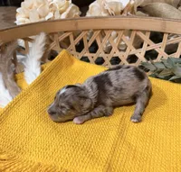 Liver Merle , a male Miniature Schnauzer for sale in Stonewall, OK – 5 of 5