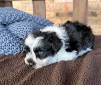 Paris Roan Boy -blues, a male Miniature Schnauzer for sale in Stonewall, OK – 6 of 8