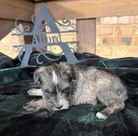 Toy -Silver Girl Blues, a female Miniature Schnauzer for sale in Stonewall, OK – 3 of 6