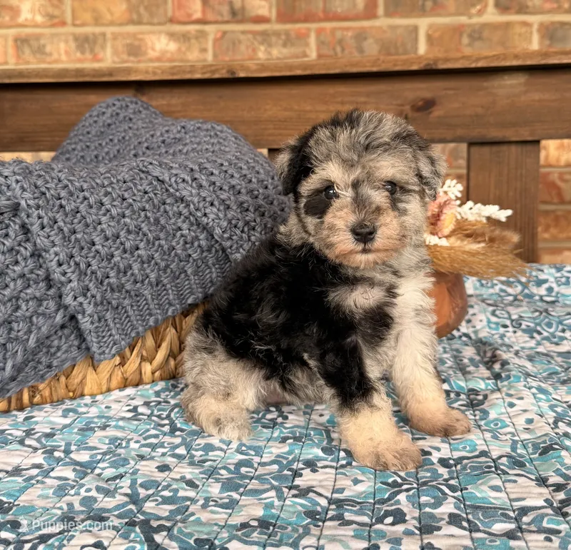 Dark Black and Silver Merle Girl – Miniature Schnauzer puppy for sale in Stonewall, OK