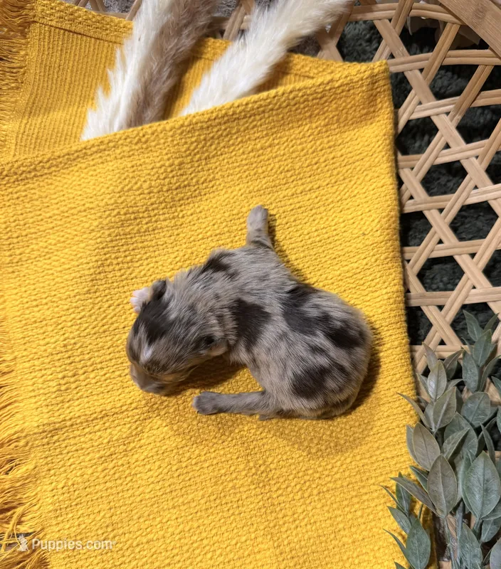 Liver Merle  – Miniature Schnauzer puppy for sale in Stonewall, OK