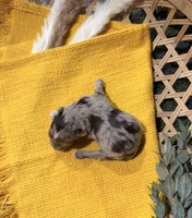 Liver Merle , a male Miniature Schnauzer for sale in Stonewall, OK – 1 of 5