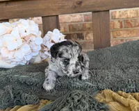 Hollywood , a female Miniature Schnauzer for sale in Stonewall, OK – 2 of 6