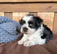 Paris Roan Boy -blues, a male Miniature Schnauzer for sale in Stonewall, OK – 7 of 8