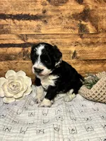 Blue eyed Tuxedo, a male Miniature Schnauzer for sale in Stonewall, OK – Photo 8 of 8