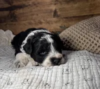 Blue eyed Tuxedo, a male Miniature Schnauzer for sale in Stonewall, OK – Photo 1 of 8