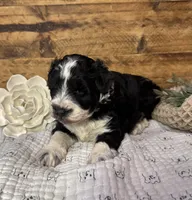 Blue eyed Tuxedo, a male Miniature Schnauzer for sale in Stonewall, OK – Photo 7 of 8