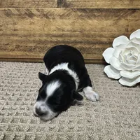 Blue eyed Tuxedo, a male Miniature Schnauzer for sale in Stonewall, OK – Photo 3 of 8