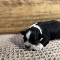 Blue eyed Tuxedo, a male Miniature Schnauzer for sale in Stonewall, OK – Photo 2 of 8