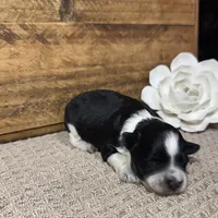 Blue eyed Tuxedo, a male Miniature Schnauzer for sale in Stonewall, OK – Photo 5 of 8