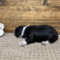 Blue eyed Tuxedo, a male Miniature Schnauzer for sale in Stonewall, OK – Photo 4 of 8