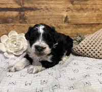 Blue eyed Tuxedo, a male Miniature Schnauzer for sale in Stonewall, OK – Photo 6 of 8