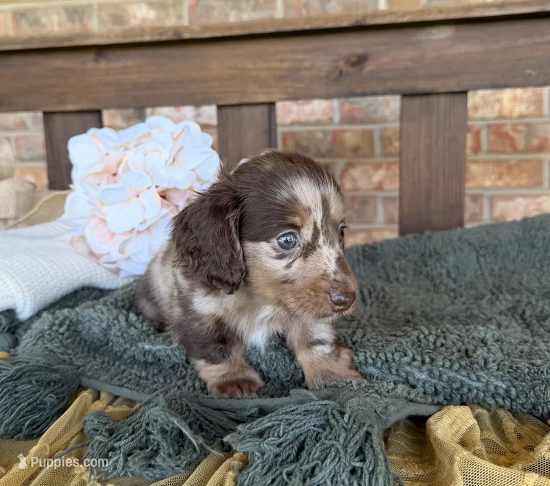 Longhair Dapple  – Miniature Dachshund puppy for sale in Stonewall, OK